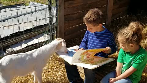Kid reading to goat kid! Sooo funny
