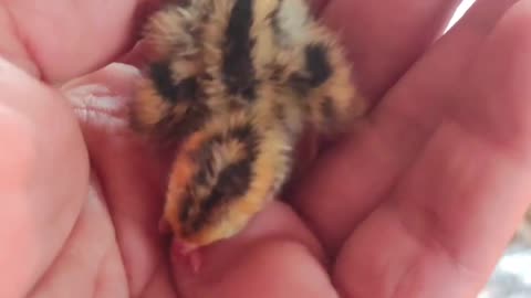 World smallest chick