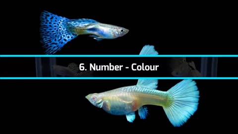 guppy fish male and female identify