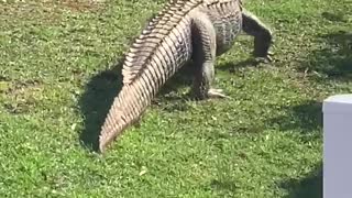 Alligator Sneaks Through Neighborhood for a Swim