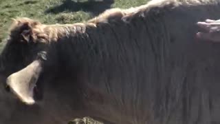 How to tame Wild Cows