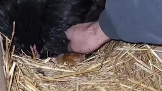 Chick Hides Under Hen's Wing