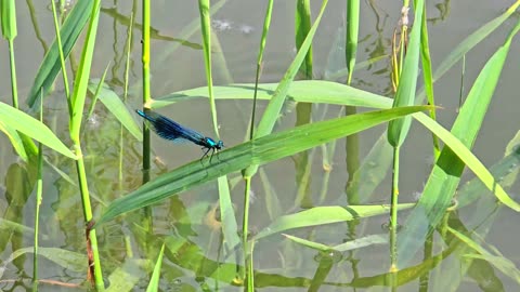 Blue dragonflies by the river Compilation / Beautiful insects by the water.