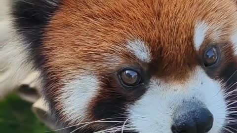 The red panda eats