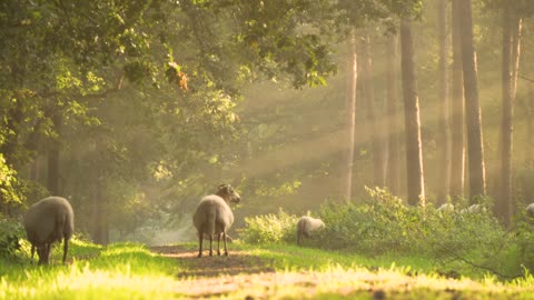 Sheep grazing on a wonderful morning.