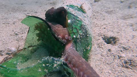 Octopus Finds Refuge in Broken Bottle