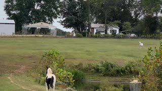 Horse Reunites With His Friends