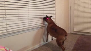Boxer with Laser