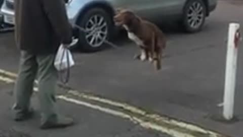 Dog Shows Amazing Acrobatics