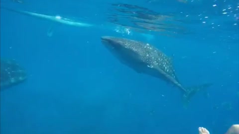 Snorkeling with a whale shark under the sea in the Philippines.