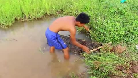 wow Amazing Fishing - Cambodia Traditional fishing - How to Catches Fish (Part 157)