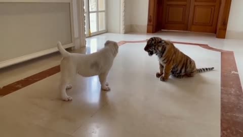 cute dog vs baby tiger video