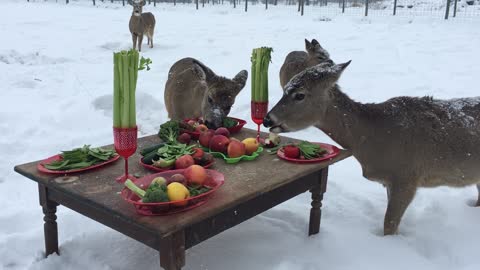 A Deer Dinner for Two