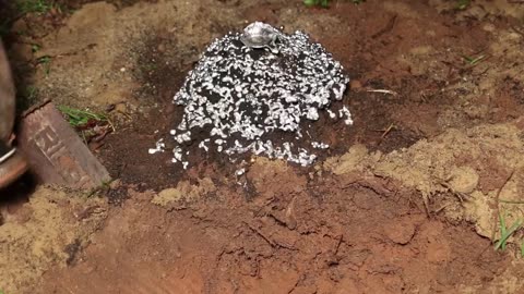 Aluminum Fire Ant Colony Cast