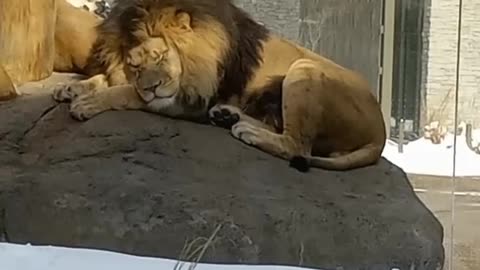Little cute lion caught sleeping in the zoo🦁🧶