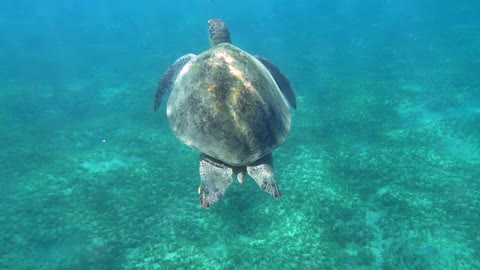 Sea Turtle swimming in a clear bay