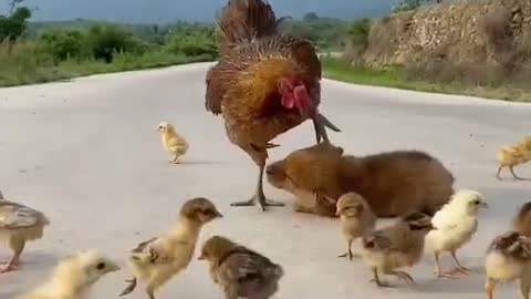 Chicken Hen Got angry
