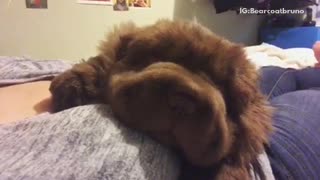 Brown sharpei puppy laying on womans chest sleeping and snoring