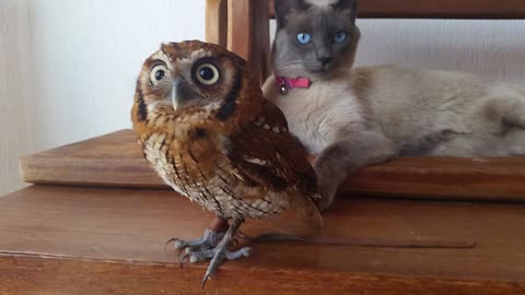 Adorable owl and cat are best friends