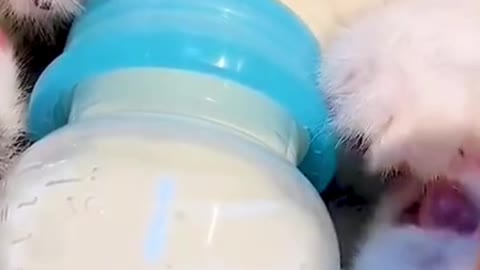 Cute cat enjoying milk