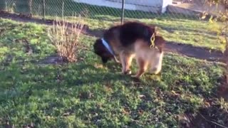 Crazy Life of German Shepeherd Dog