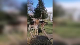 Deer Move Into Historic Castle Grounds During Lockdown