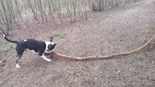 Bullterrier Doug wants to take home this little stick