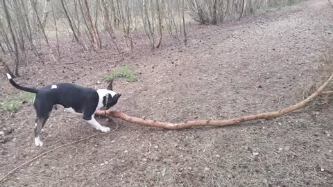 Bullterrier Doug wants to take home this little stick