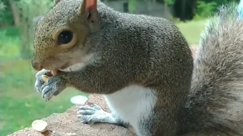 She was waiting for her pistachios! Isn't she cute and adorable??! Mika The Squirrel 🐿️🐾💖