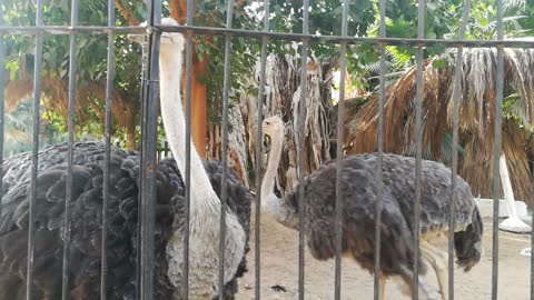 Boys Calls Out Black Ostrich Inside Zoo Nest