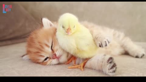 😘 So Cute 😍 3d Cat and Hen Baby Whatsaap Status Video By Prashant