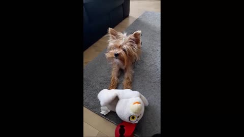 Talking puppy begs to play