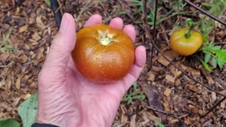 Picking a Tasmanian Chocolate Dwarf Tomato