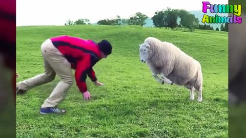 Try not to laugh at these Goats and Sheep showing no mercy.