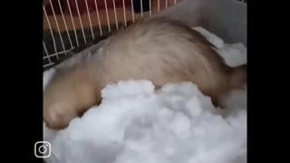 Romeo got a snow day!