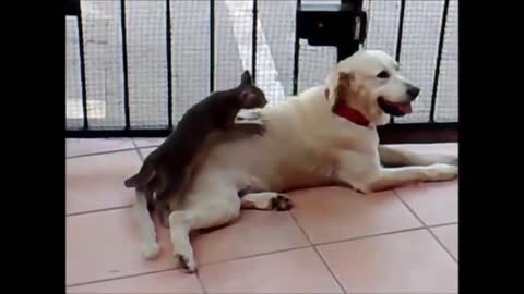 Funny Dog Videos 1 2021