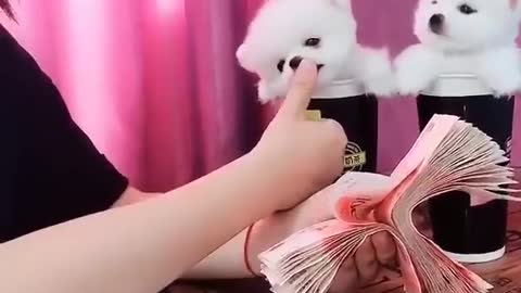 What is this happen when money is counted in front of Cute Puppies.