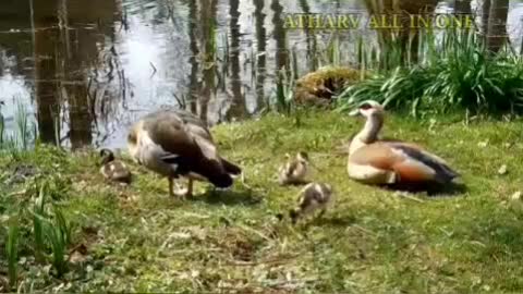 Wild Animals collection, Wildlife Videos, Nature and wildlife Video | Super Funny Animal Videos.