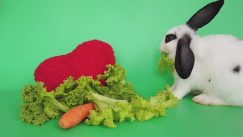 White Little Bunny Rabbit Eating Vegetables new video