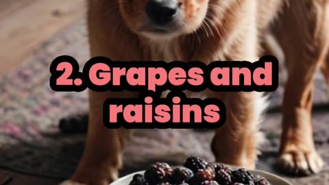 Top10 foods that are deadly for dogs😭🤪#pet#top10#deadlyfood