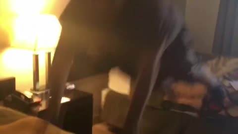 Man jumps from one hotel bed to another