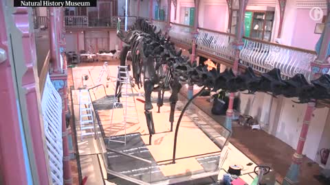 Dippy the dinosaur reconstructed in Dorset museum – timelapse video