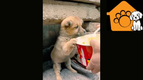 Cute puppy eating noodles🍜