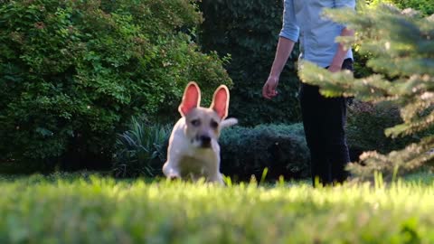 The dog runs on command of the owner to the goal, slow motion. Dog training and training