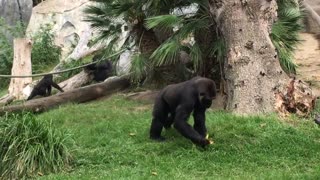 Gorillas collects leaf on the grass