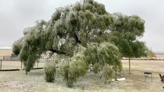Frozen Tree - Oklahoma Ice Storm 2020