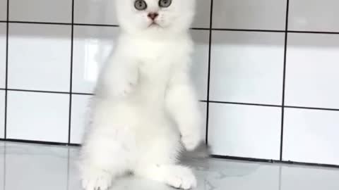 funny cat