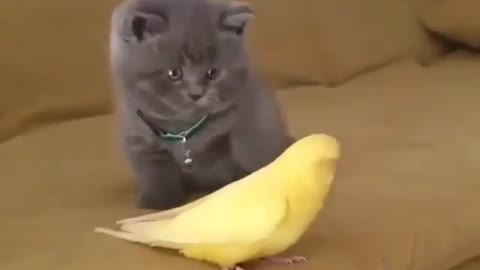 Cute cat getting scared by the parakeet lol