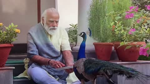 Precious moments: PM Modi feeding peacocks at his residence