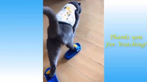 Funniest Animals - Best Of The Funny Animal Videos... 😂🐱